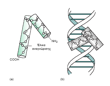 Στάδια ρύθμισης της γονιδιακής έκφρασης Το σημαντικό στοιχείο της γονιδιακής ρύθμισης από πρωτεΐνες είναι ότι η έλικα του DNA μπορεί να «αναγνωριστεί» από την εξωτερική της πλευρά χωρίς δηλαδή τη
