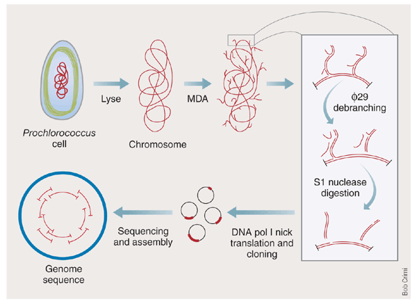 Γονιδιωματική του Ενός Κυττάρου (Single Cell Genomics) A single cell is isolated by dilution or by cell sorting. The cell is lysed and the chromosome is denatured by alkaline treatment.