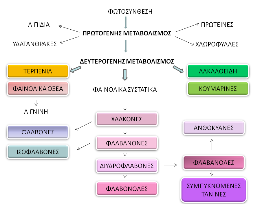 Συσχέτιση πρωτογενούς & δευτερογενούς μεταβολισμού => Οι ΔΜ δεν εμπλέκονται άμεσα σε ζωτικές