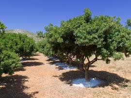 Pistacia lentiscus & P. lentiscus var chia Μοναδική ιδιότητα των φυτών του είδους που καλλιεργούνται στη νήσο Χίο είναι να παράγουν την ρητίνη με το χαρακτηριστικό άρωμα.