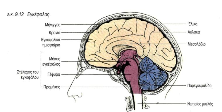 Εικόνα 2. Το εγκεφαλικό στέλεχος και η παρεγκεφαλίδα (Πηγή: Παρασκευάς, 2008 ). 1.