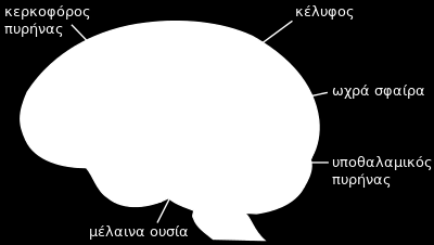 Οι κοιλίες επικοινωνούν με αγωγούς που επιτρέπουν στο ΕΝΥ να κυκλοφορεί μεταξύ τους. Μέσα σε κάθε ημισφαίριο βρίσκεται από μία πλάγια κοιλία.