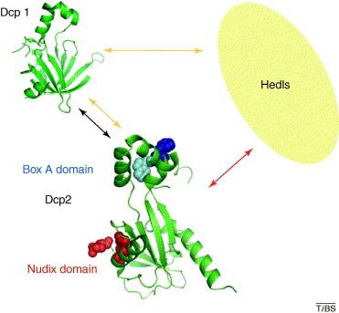 Ένζυμα απομάκρυνσης καλύμματος Dcp1 Hedls - Dcp2 = καταλυτική υπομονάδα - Dcp1 = ενεργοποιεί την Dcp2 - Hedls =