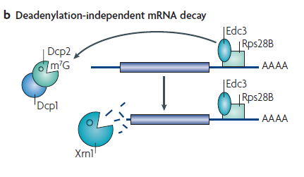 Στον Saccharomyces cerevisiae, παρατηρείται αποικοδόμηση ανεξάρτητη της αποαδενυλίωσης που απαιτεί την στρατολόγηση του μηχανισμού decapping.