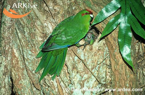 PSITTACIFORMES Psittacidae New Zealand parakeet, Red-crowned parakeet,