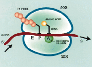 Αμινογλυκοσίδες Βακτηριοκτόνα Μηχανισμός δράσης Μηχανισμός μεταφοράς: οξυγονο-εξαρτώμενος Δράση στην υπομονάδα 30S Σημείο Α