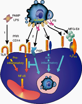 Anti-inflammatory