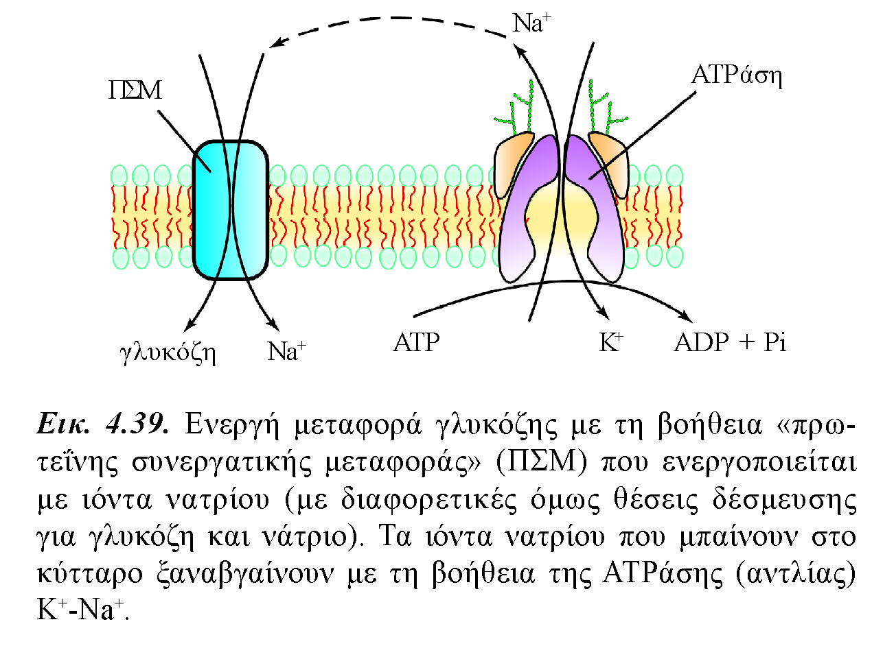 Όταν το νάτριο εισέλθει στο κύτταρο, παρασύροντας μαζί του τη γλυκόζη, Θα