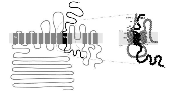 Σχηματικό διάγραμμα της αλληλεπίδρασης μεταξύ γλυκοφορίνης Α και ζώνης 3.
