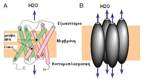 Υδατοπορίνη - CHIP28 (CHannel-forming Integral Protein Δομή των μονομερών της AQP1 και το τετραμερές σύμπλοκο στη μεμβράνη.