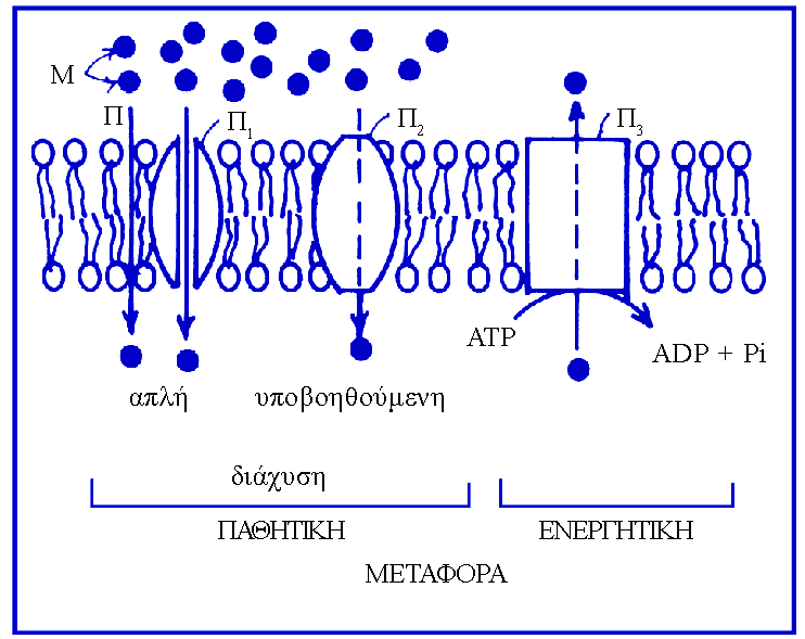 Τα διάφορα είδη διαμεμβρανικών πρωτεϊνών ΠΠΜ, πρ. Παθ.