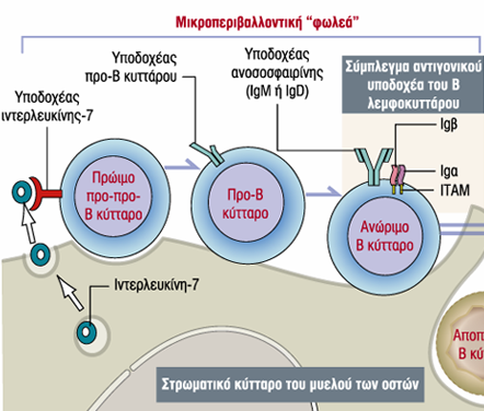 Β λεμφοκύτταρα : παραγωγή.