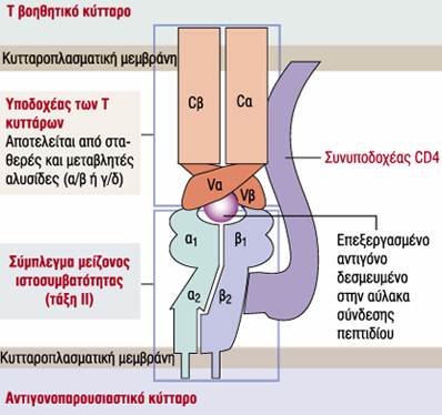 CD4 & CD8 : συνυποδοχείς του TCR πρωτείνες της επιφάνειας των Τ λεμφοκυττάρων που, μέσω αλληλεπίδρασης με μόρια του MHC τάξης Ι και ΙΙ, βοηθούν την αλληλεπίδραση TCR και αντιγόνου, ανήκουν στην