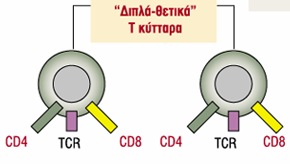 Ωρίμανση Τ λεμφοκυττάρων στο θύμο φτάνουν στο φλοιό του θύμου από το μυελό «διπλά-αρνητικά» Τ λεμφοκύτταρα (χωρίς δείκτες επιφανείας), μετά από αλληλεπίδραση με τα επιθηλιοκύτταρα,