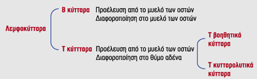 Κύτταρα που συμμετέχουν στην ανοσολογική απάντηση λεμφοκύτταρα συνδέονται