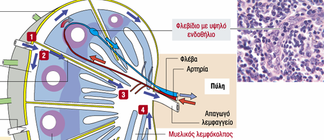 Κυκλοφορία