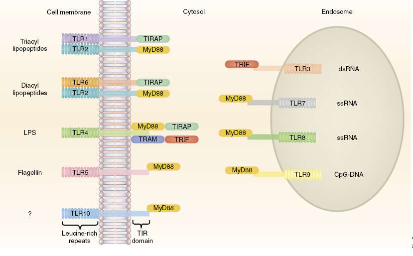 TLRs που αναγνωρίζουν νουκλεικά οξέα είνα ενδοκυττάριοι και βρίσκονται στο ενδοσπλασματικό δίκτυο Τπό φυσιολογικές συνθήκες δεν είναι εύκολη η πρόοσβαση των