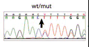 Το mrna του SLITRK1 εκφράζεται σε περιοχές του εγκεφάλου που έχουν εµπλακεί στην παθολογία του GTS.