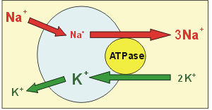 Na + - Κ