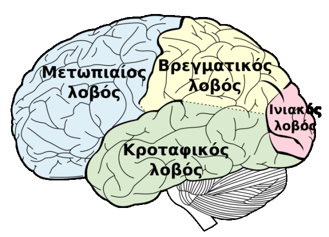 Μέρος Δεύτερο I. Μετωπιαίοι λοβοί Ανατομία και λειτουργίες Οι μετωπιαίοι λοβοί αποτελούν το προσθιότερο τμήμα του εγκεφάλου.