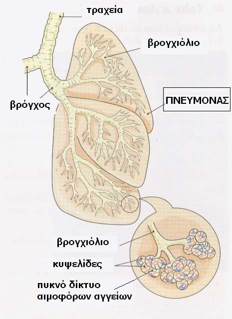 Η δομή των πνευμόνων πιο αναλυτικά: το εσωτερικό κάθε πνεύμονα ΔΕΝ είναι μία ενιαία κοιλότητα Κάθε πνεύμονας χωρίζεται σε εκατομμύρια μικρά διαμερίσματα (μικρά και λεπτά «σακουλάκια»), τις κυψελίδες,
