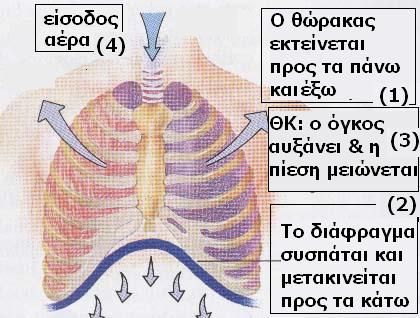 Ο μηχανισμός της εισπνοής Κατά την εισπνοή - συσπάται ο μυς του διαφράγματος - κατεβαίνει το διάφραγμα - οι μύες των πλευρών συσπώνται - οι πλευρές