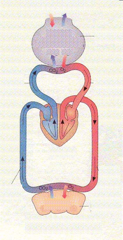 Πού μας οδηγεί η μελέτη του πεπτικού και του αναπνευστικού συστήματος;;; Κυκλοφορικό σύστημα - καρδιά - αγγεία διάφορων τύπων Αέρας που εισπνέουμε Αέρας που εκπνέουμε Κυψελίδα ΠΟΛΥ Ο New 2 & Λίγο CΟ