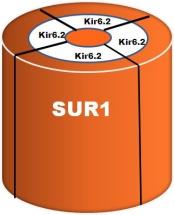 και συνδέονται με SUR2A (μυοκαρδίου) και SUR2B (αγγείων) Η γλιβενκλαμίδη καταργεί το πλεονέκτημα