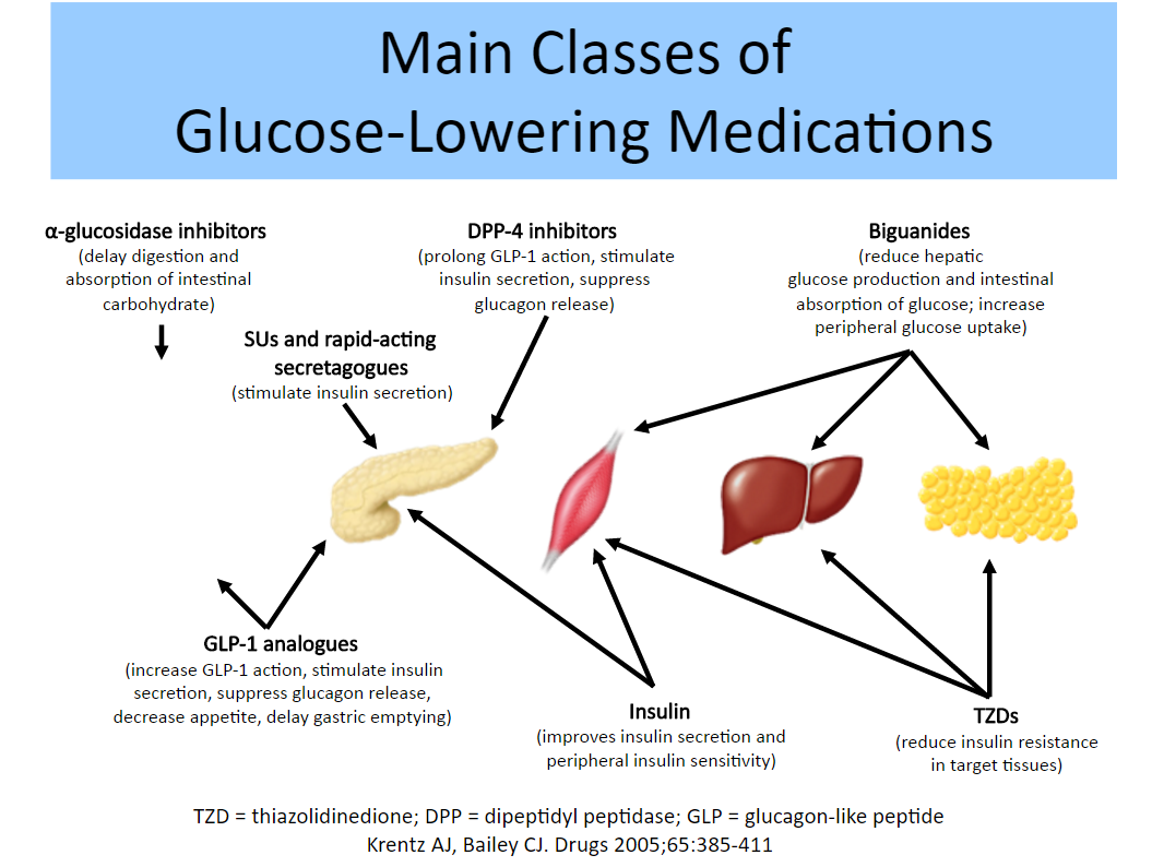 ΑΝΤΙΔΙΑΒΗΤΙΚΑ ΦΑΡΜΑΚΑ Αναστολείς α-γλυκοσιδασών Επιβραδύνουν την πέψη και την απορρόφηση των υδατανθράκων από το έντερο Σουλφονυλουρίες και γλινίδες Διεγείρουν την έκκριση ινσουλίνης