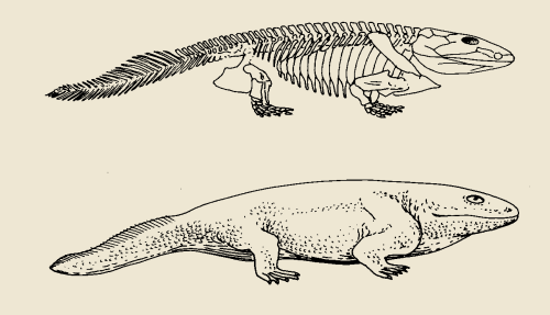 Ichthyostega Το πρώτο γνωστό απολιθωμένο τετράποδο.