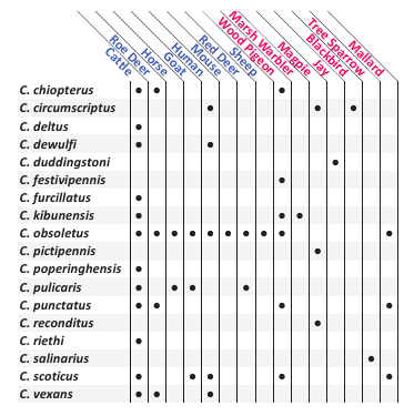 Εικόνα 22 Διατροφικές συνήθειες Culicoides spp. στην Δανία (Lassen et al., 2012) Παρατηρείται από την εικόνα 22 ότι τα περισσότερα είδη Culicoides προτιμούν ως κύριο ξενιστή τους τα βοοειδή.