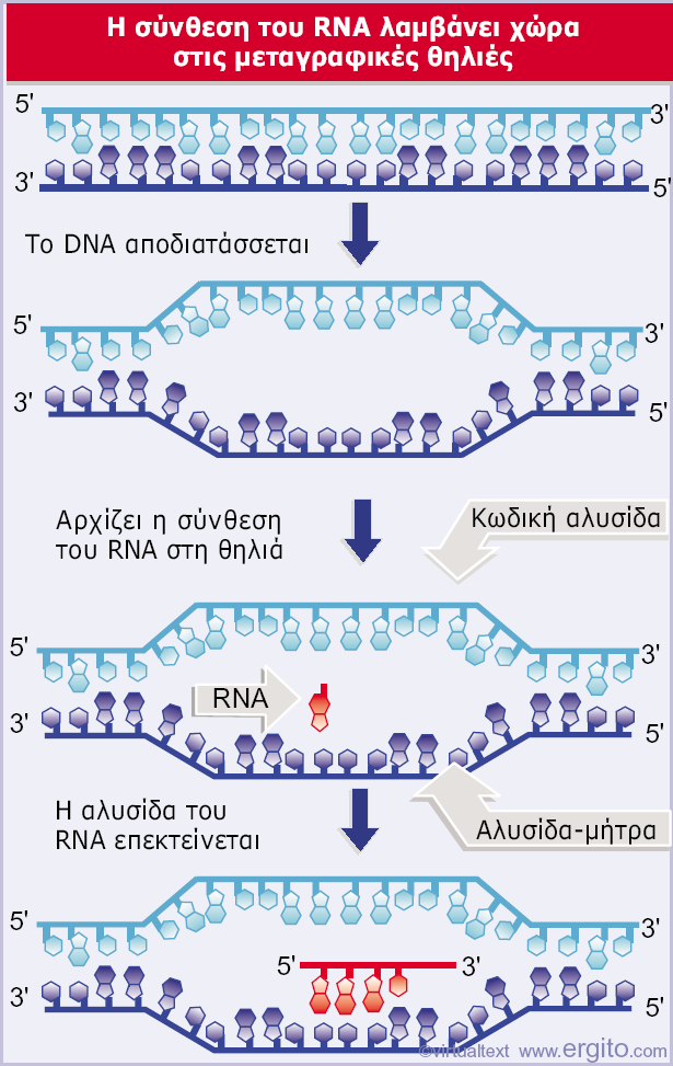 Εικόνα 9.3 Οι αλυσίδες DNA διαχωρίζονται για να σχηματίσουν μια μεταγραφική θηλιά.