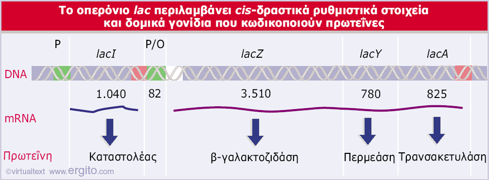 Εικόνα 10.4 Το οπερόνιο lac καταλαμβάνει ~6.000 bp DNA. Το γονίδιο laci (αριστερά) έχει το δικό του υποκινητή (P) και τερματιστή.
