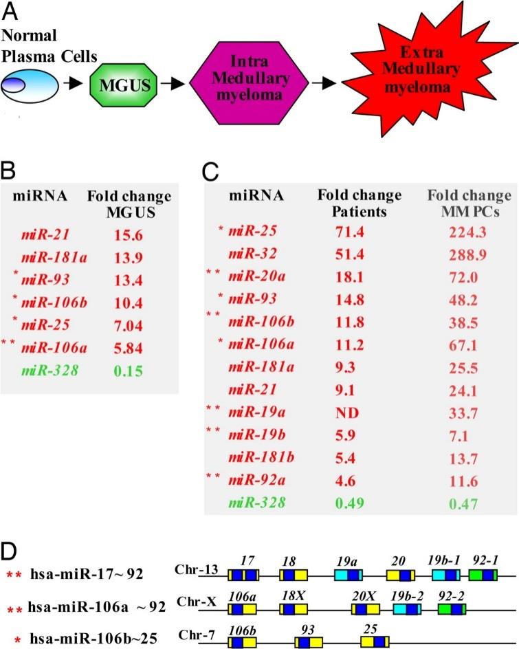 MGUS Διαφορική διάγνωση MicroRNAs expression in MM MM and MGUS express a distinct spectrum of mirna in comparison to normal CD138+ PCs MicroRNA expression can distinguish between different genetic