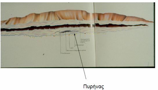 ώριμου συμπλέγματος κεράτινης (Wheater et al., 2002). Μια άλλη δομή χαρακτηριστική αυτής της στοιβάδας είναι τα πεταλιώδη κοκκία.