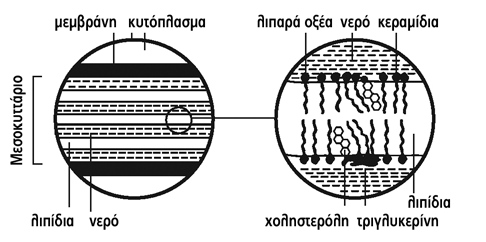 2.6 Επανορθωτικός μηχανισμός για την αποκατάσταση του επιδερμικού φραγμού Η επιδερμίδα είναι πολύ ενεργό σημείο σύνθεσης λιπιδίων, τα οποία δεν επηρεάζονται από το επίπεδο των κυκλοφορούντων λιπιδίων.