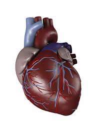 αυτόνομη νευροπάθεια του καρδιαγγειακού (ΚΑΝ) ταχυκαρδία