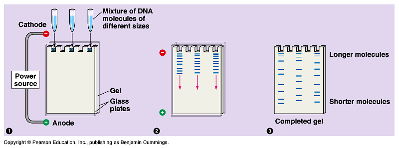 Ανάλυση νουκλεϊκών οξέων κατά μέγεθος με ηλεκτροφόρηση σε πήκτωμα αγαρόζης Το δείγμα DNA τοποθετείται σε ειδικά πηγαδάκια ενός πηκτώματος αγαρόζης, στο οποίο έχει προστεθεί φθοριόχρωμα με την