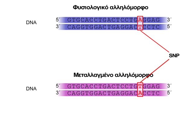 Μονονουκλεοτιδικοί Πολυμορφισμοί Πολλές γενετικές ασθένειες οφείλονται σε αλλαγές ενός μόνο ζεύγους βάσεων ενός γονιδίου.