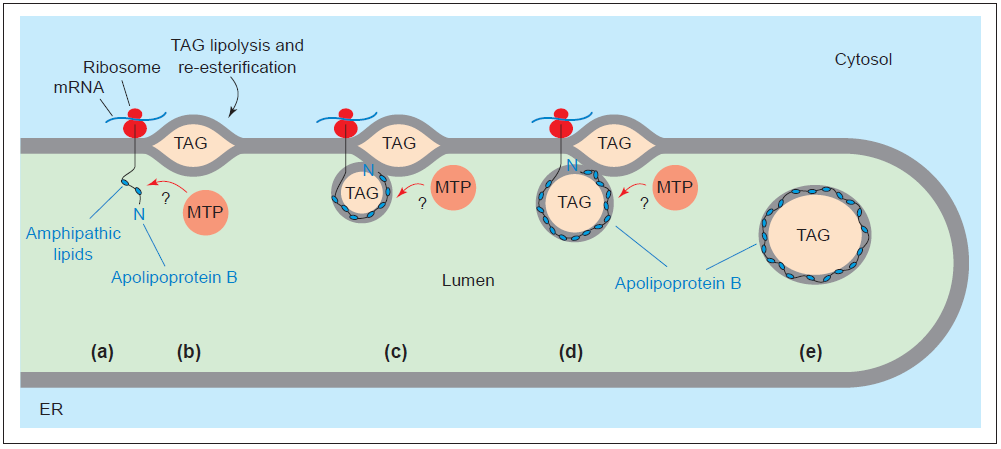 Το δεύτερο στάδιο, (στάδιο ωρίμανσης) περιλαμβάνει τη σύντηξη του πρόδρομου σωματιδίου VLDL με ένα μεγάλο σταγονίδιο TΑG, το οποίο έχει σχηματιστεί προηγουμένως στο λείο ενδοπλασματικό δίκτυο μέσω