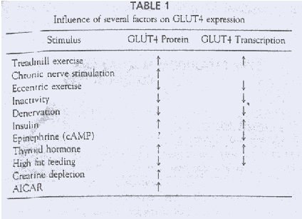 Επιδράσεις της ινσουλίνης στην απορρόφηση και κινητικότητα της γλυκόζης Μετακίνηση γλυκόζης στο εσωτερικό του κυττάρου με GLUT-4