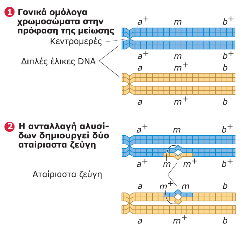 Το ευκαρυωτικό γονιδίωμα Κωδικοποιόν DNA (16/18) Υπόθεση γονιδιακής μετατροπής