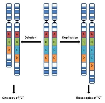 CNVs copy number variants= πολυμορφικές, μη παθολογικές αλλαγές στον αριθμό αντιγράφων συγκεκριμένων