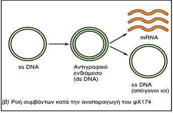Εικόνα 16.3: (β) Ροή συμβάντων κατά τον πολλαπλασιασμό του φχ174.