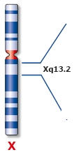 Αδρανοποίηση Χ ΧIST (ειδικό για την αδρανοποίηση μετάγραφο) ελέγχει αδρανοποίηση ΧIST εκφράζεται μόνο από το αδρανοποιημένο Χ (Xi), παράγει ένα μη κωδικό RNA που καλύπτει το Xi και οδηγεί σε αλλαγή