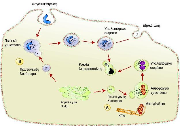 ΚΥΤΤΑΡΟΦΑΓΙΑ Ανάλογα με το είδος του κυττάρου: Σύντηξη με «κυτταροφαγικό κυστίδιο» (περιέχει ολόκληρα κύτταρα) «Πεπτικό