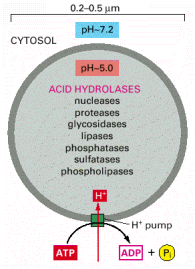 Χαμηλό ph (μεμβρανική αντλία υδρογόνου) Περιέχουν όλα σχεδόν τα υδρολυτικά ένζυμα του κυττάρου (άριστο ph δράσης =5) Ανενεργά (?