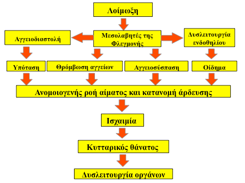 Εικόνα 7.3 H παθογένεια της πολυοργανικής βλάβης στη σήψη. 7.1.6 Ποια είναι τα μικροβιακά αίτια της σηπτικής καταπληξίας (septic shock); Gram θετικά βακτηρίδια: S. aureus, S.