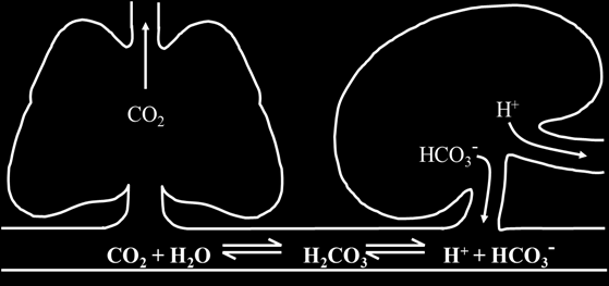 Εικόνα 2.5 Η σχέση νεφρών και πνευμόνων στη διατήρηση της οξεοβασικής ισορροπίας. ph = pk + log 10 ( HCO 3 CO 2 ). Οι πνεύμονες, όπως φαίνεται στην Εικόνα 2.