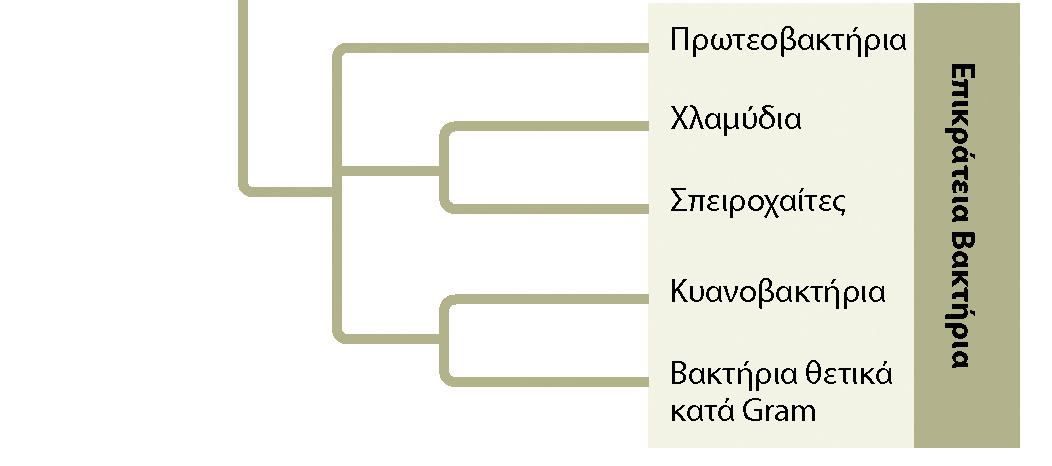 - 116 - A. Βακτήρια Τα βακτήρια µπορούν να έχουν επωφελή ή επιβλαβή επίδραση στον άνθρωπο Από την µια πλευρά Μισές ασθένειες οφείλονται σε βακτήρια. Μόλυνση κατευθείαν, ή συχνά μέσω εντόμων. (πχ.